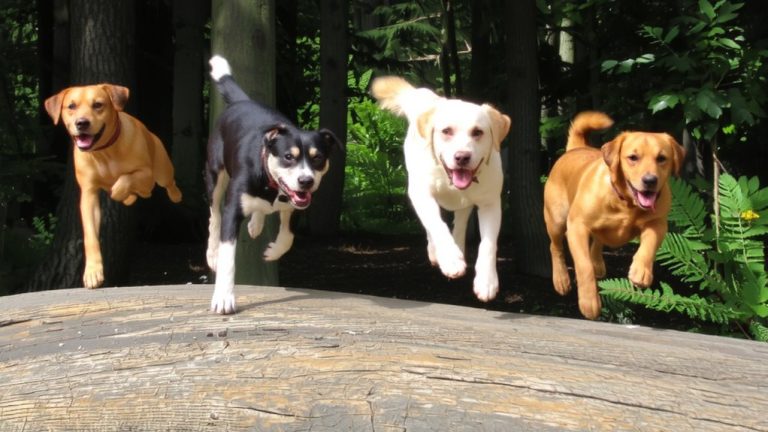 four dogs ideal gender mix
