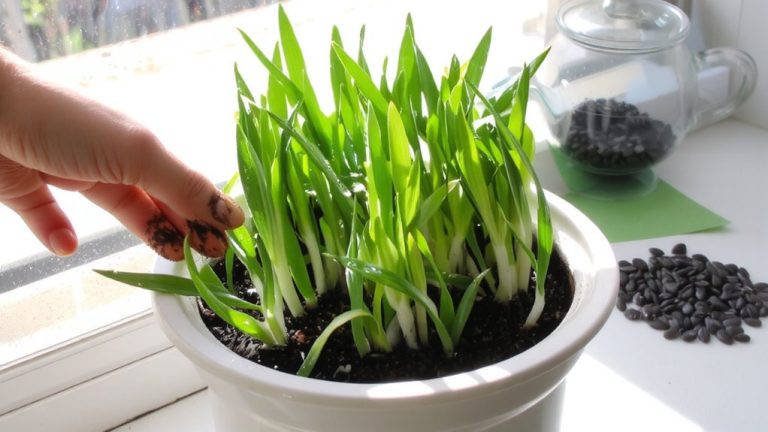 grow cat grass indoors