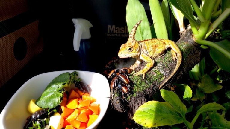 gut load insects properly