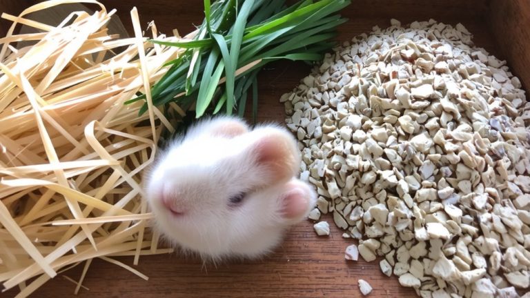hay selection for dental health