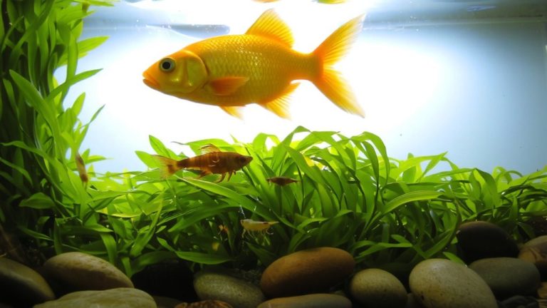 high protein pellets daily