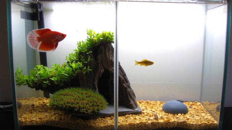 introducing fish with divider