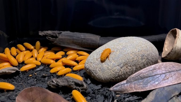 isopods for ball python care