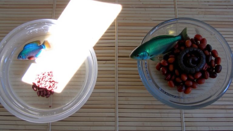 juvenile vs adult betta food