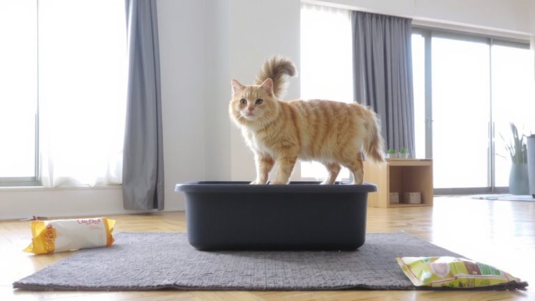 large breed cat litter size