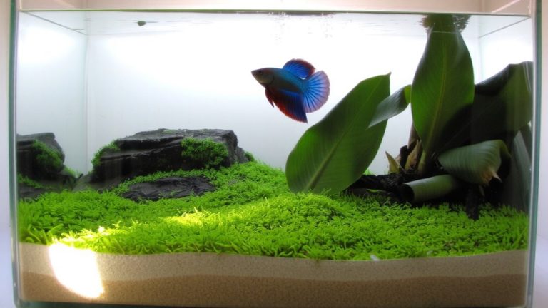low current betta flow