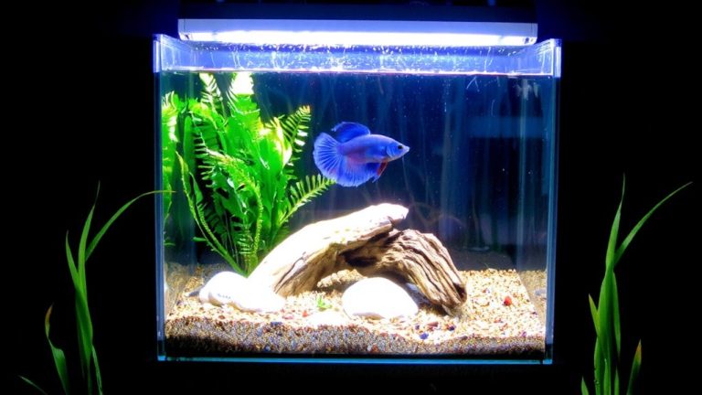 low maintenance planted betta tank