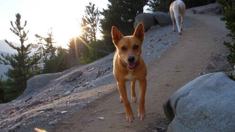 low shedding hiking companion dogs