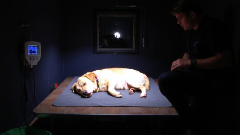 monitor rescue animal sleep