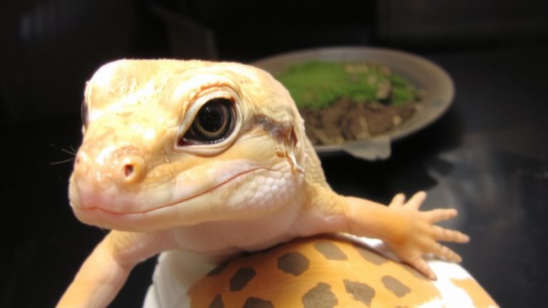 monitor shedding for health