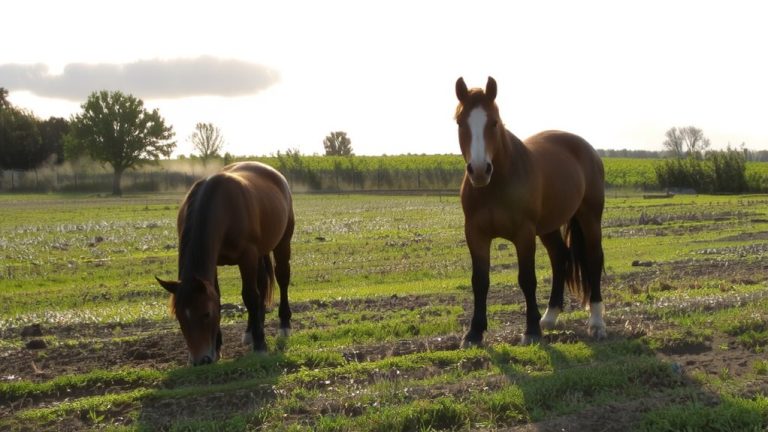 morning grass turnout
