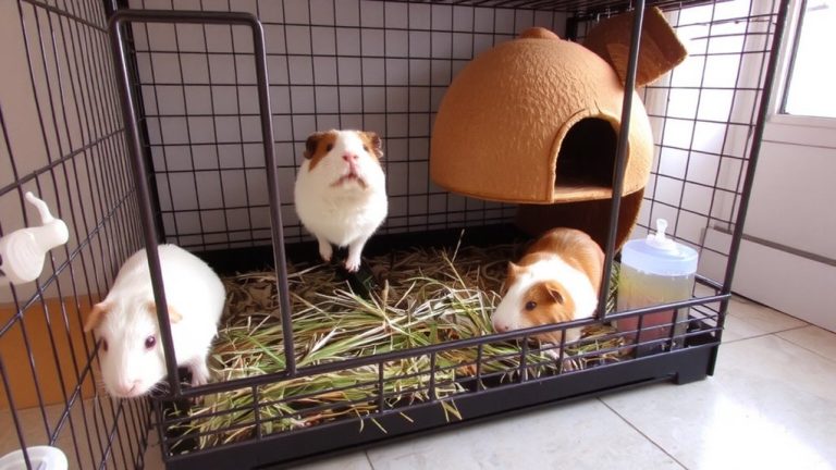 multi guinea pig cage size