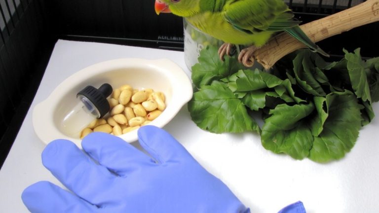 no otc antibiotics for birds