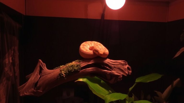 nocturnal reptile lighting cycle