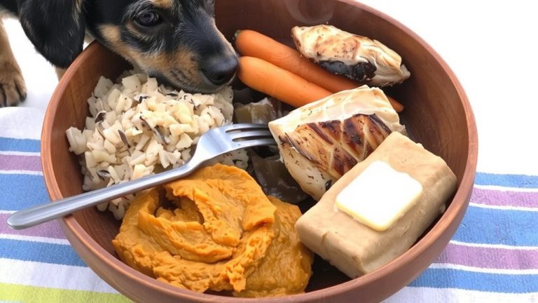 nutritious homemade miniature schnauzer meals