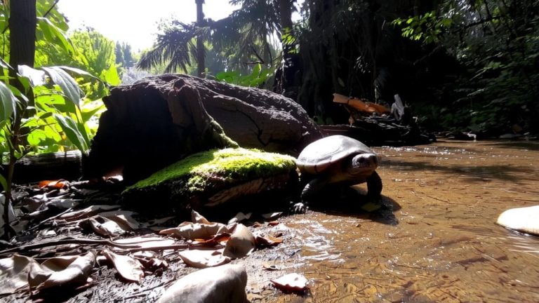 optimal box turtle enclosure