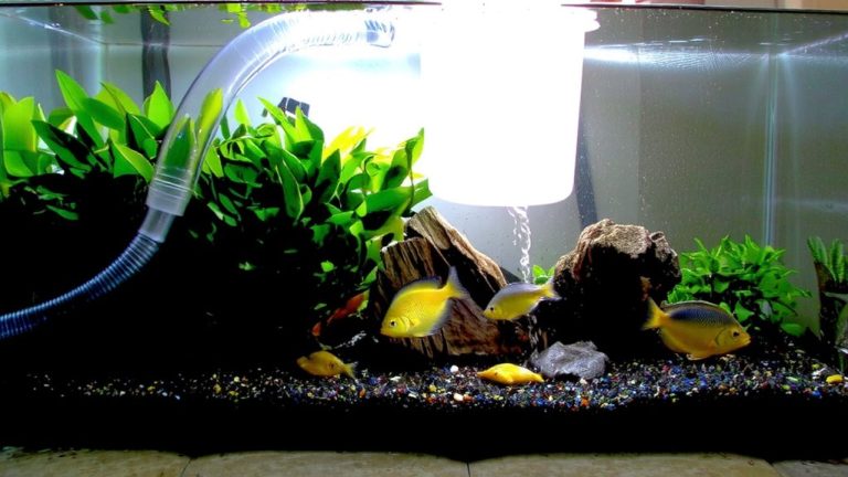 partial water change routine