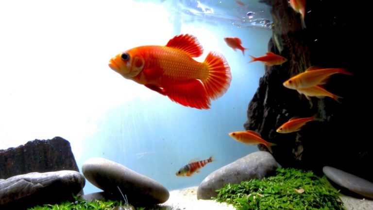 peaceful bottom dwelling tank mates