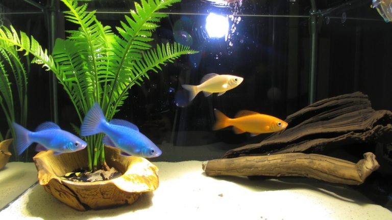 peaceful small fish