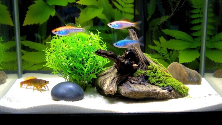 peaceful small fish