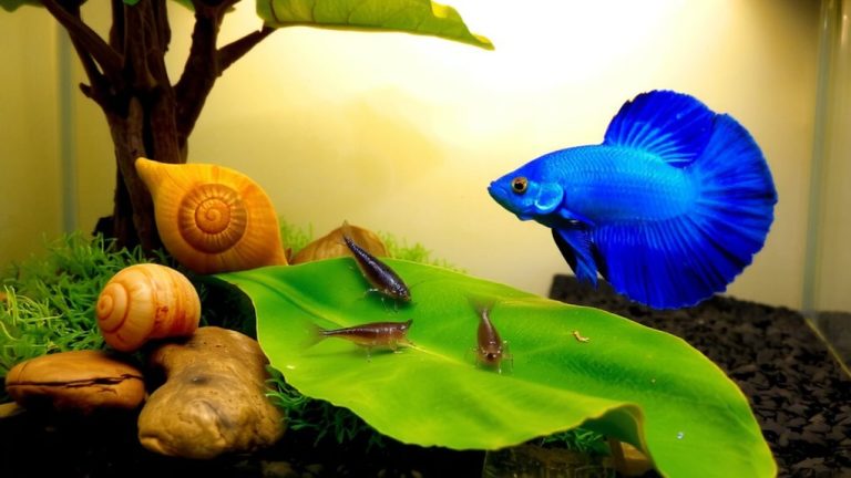 peaceful tank mates recommended