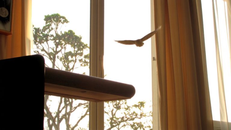 perches by windows observe