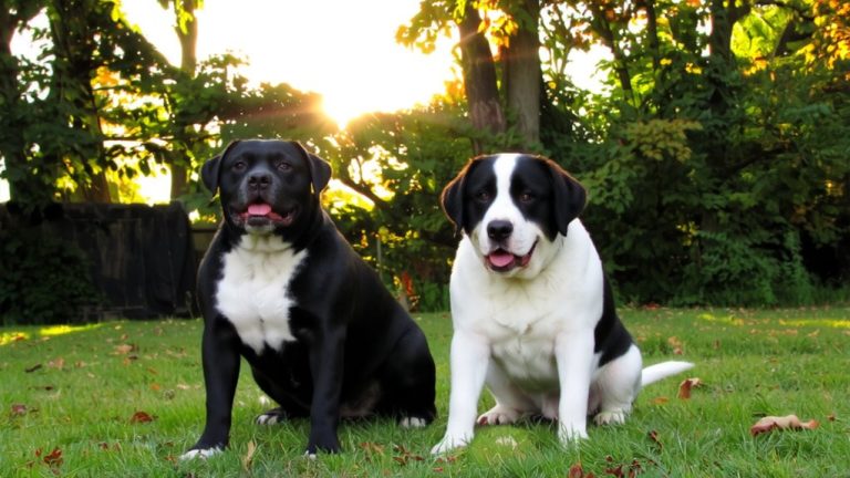 pitbull s ideal companion dog