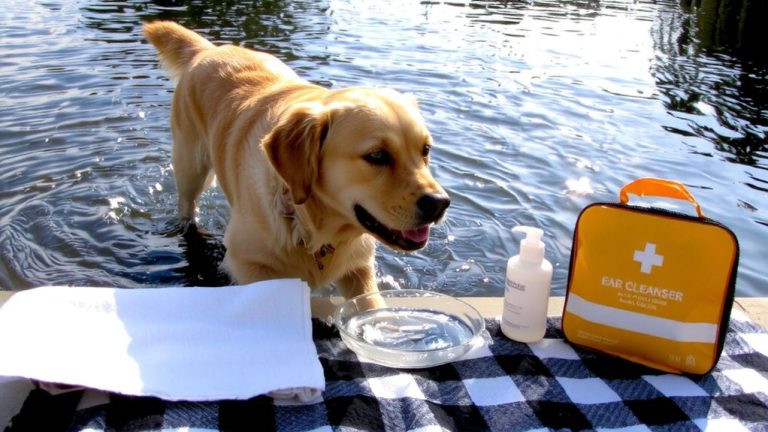 prevent dog ear infections