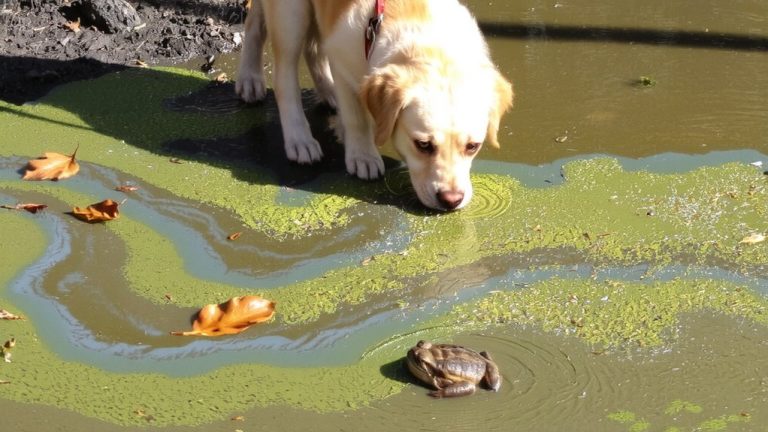 preventing blue green algae poisoning