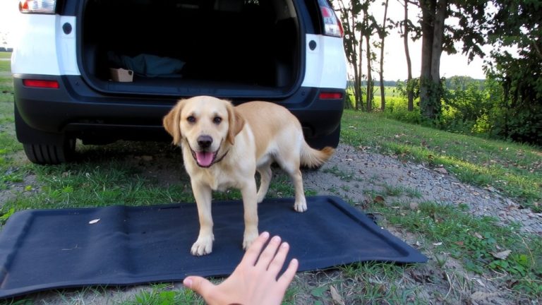 rebuilding canine vehicle confidence
