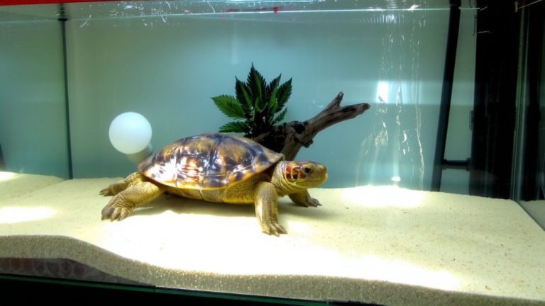 red eared slider habitat setup