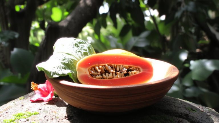 red footed tortoise diet guide