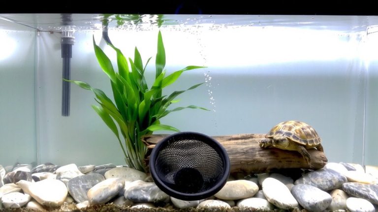 regular filter water changes