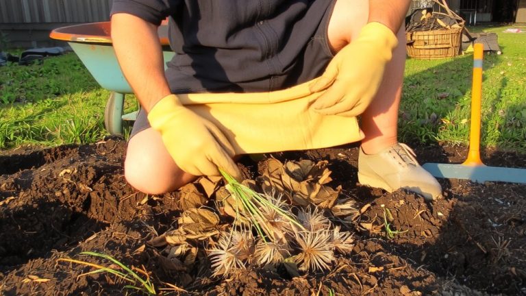 remove foxtails early