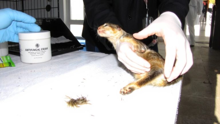 ringworm in pets identification