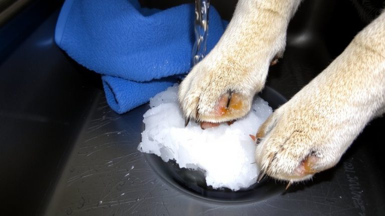 rinse paws with warm water