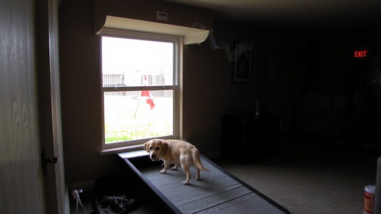 safe escape route for pets