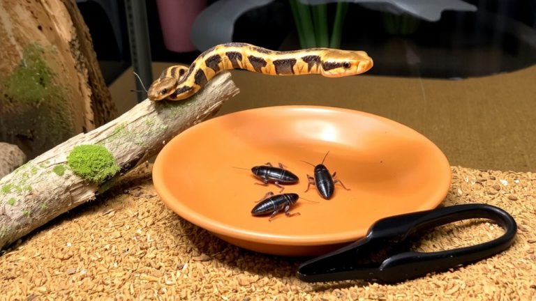 safe juvenile corn snake feeding