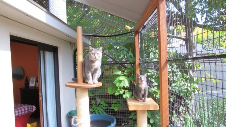 safe outdoor enclosure setup