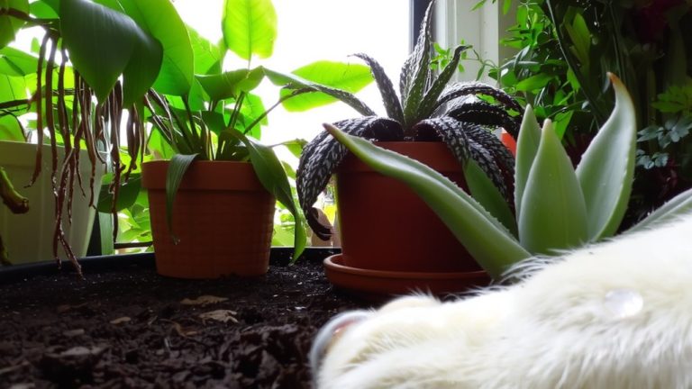 safe plants for dogs