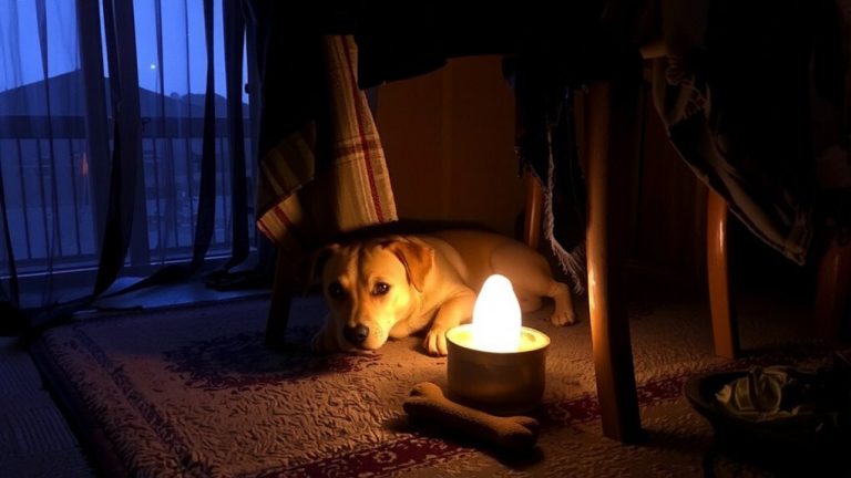 safe space for pets