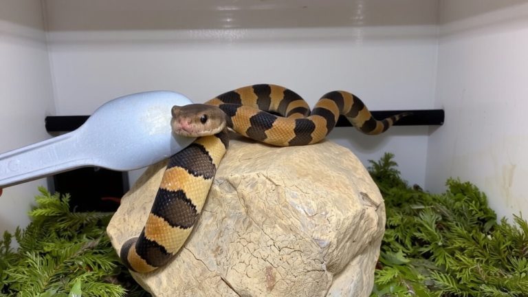 safe thawing and feeding