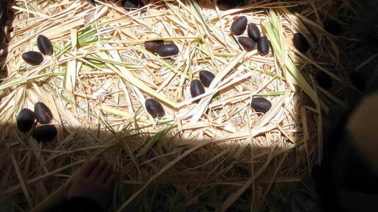 scatter pellets and hay