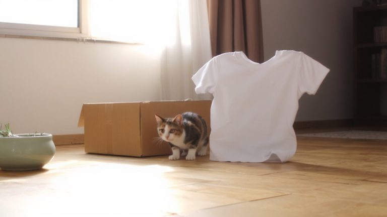 scent aids pet adjustment