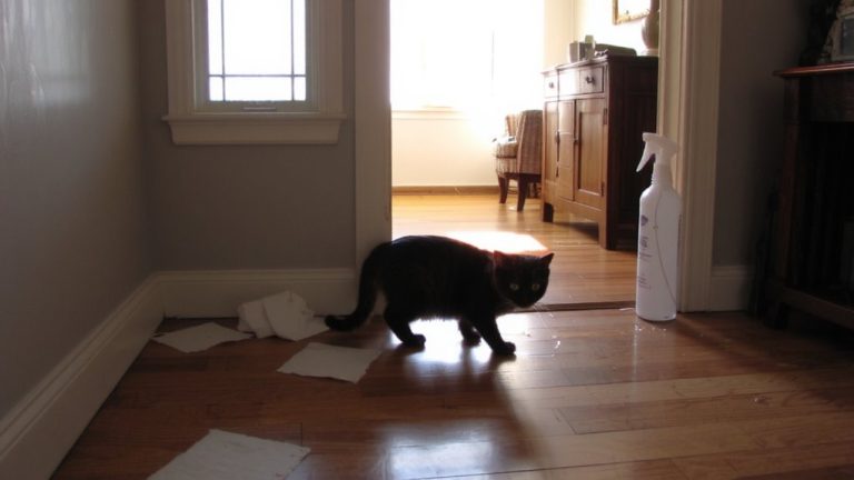 scent deterrents block pet access