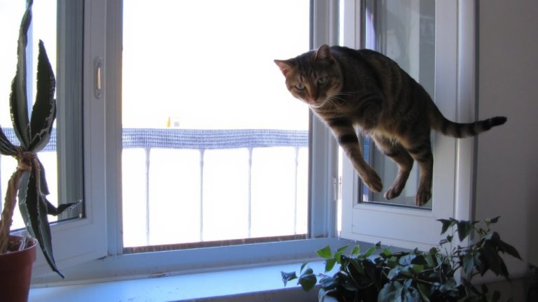 secure balconies windows cats