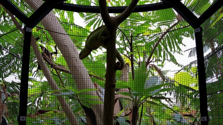 secure mesh cage tips