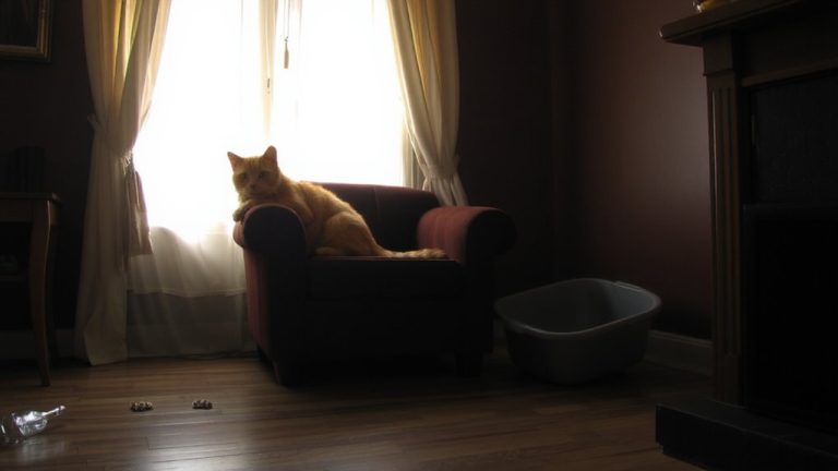 senior cat behavioral changes