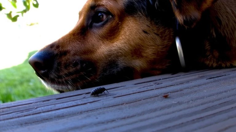 seresto flea collar effectiveness