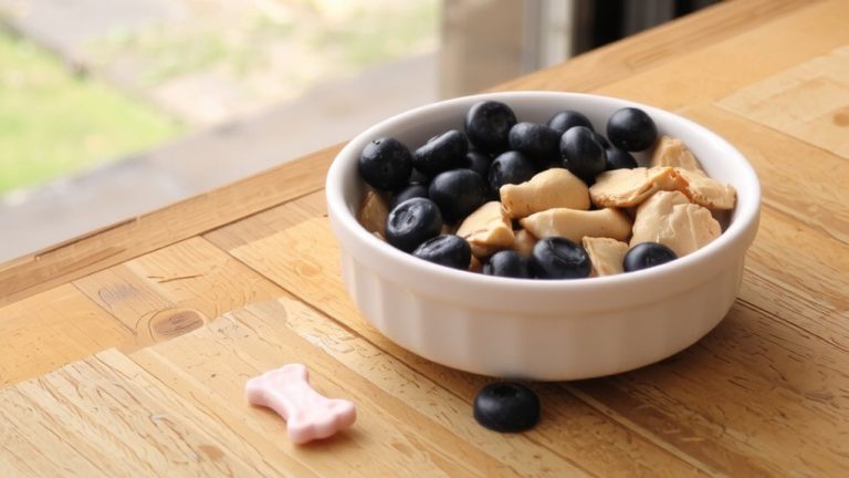 shorkie puppy food guide